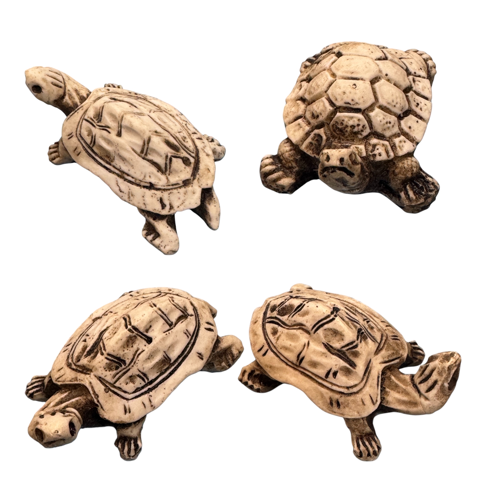 Land Turtle 